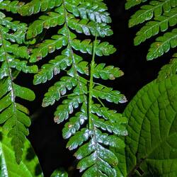 Spot the sick insect