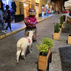 Casual encounter in the streets of Arequipa