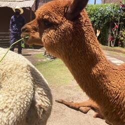Mundo Alpaca