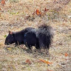 A black squirrel?