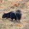 A black squirrel?