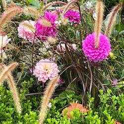 Fabulous flowers in Kogens Nytorv