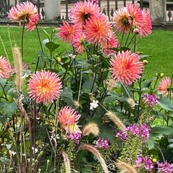 More gorgeous dahlias