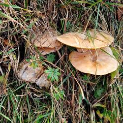 Und überall spriessen Pilze!