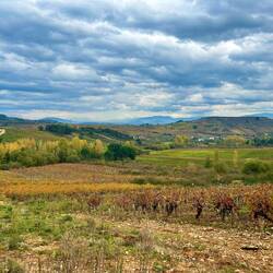Walking through the vines