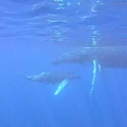 Leider keine gute Qualität und wie klein sehen die Wale da aus?!😂