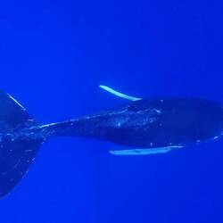 Walmütter werden 15-16 m groß (sehen aber irgendwie viel kleiner aus)