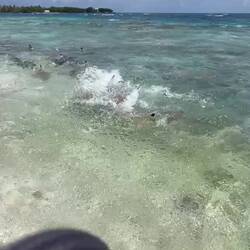 Nachdem die Fischer die Reste ihres Fangs entsorgen