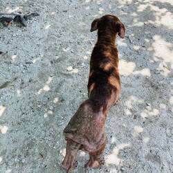 Die Haut ist ledrig und verschrumpelt und die Hunde kratzen sich ständig 😣