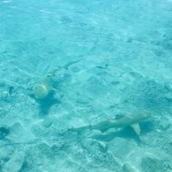 Schon am Hafen begegnen einem kleine Schwarzspitzenriffhaie🦈