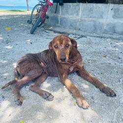 Ich hab selten so einen traurigen Hund gesehen 💔