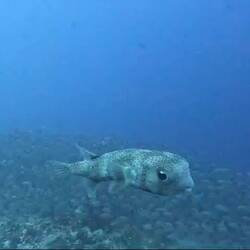 Wie süß sind Kugelfische?!🥹 Im Hintergrund am Ende komme ich😂