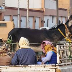 Hier fährt ein Esel auf einem Auto