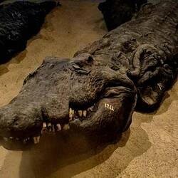 Mumifiziertes Krokodil