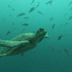 Green turtle