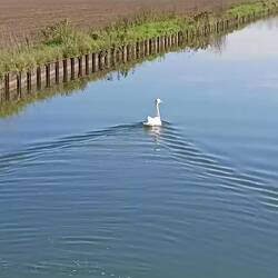 Ein Schwan auf der Flucht ...
