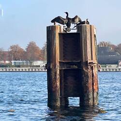 Cormorant drying their wings