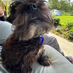 Benny der Ewok