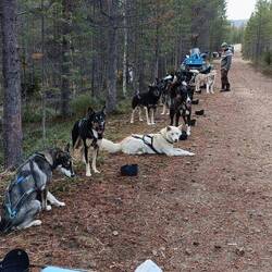 Checkpoint Pause für die Hunde