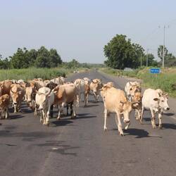 Auf dem Weg nach Banjul