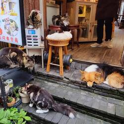 Katzen- und Hundecafé