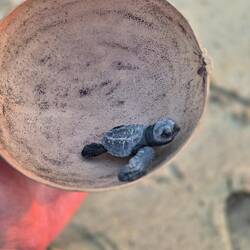 20 Minuten alte Schildkröte