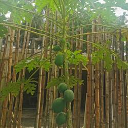 Papaya Baum