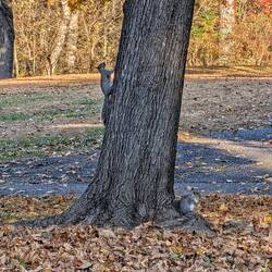 Squirrels Squared