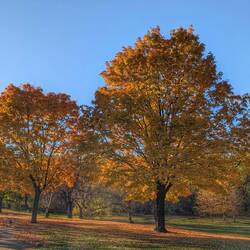 A couple more trees