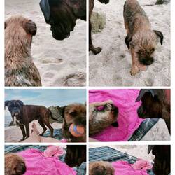 Die 🦆 wird immer frecher