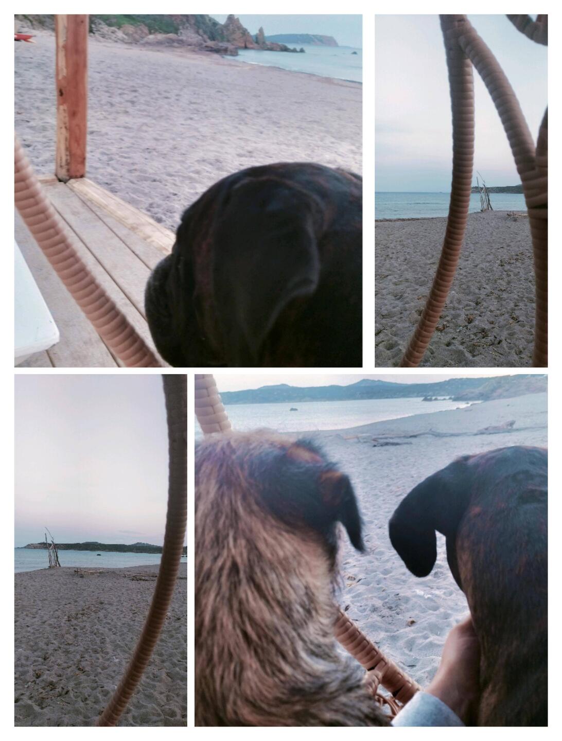 Ruhe vor dem Sturm genießen, einer ist kuschel bedürftig, der andere eifersüchtig