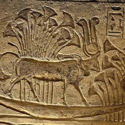 Hathor Kuh im Papyrus Sumpf