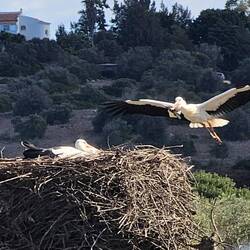 Ein Geschenk für die Liebste? Im Schnabel eine Storchenfeder