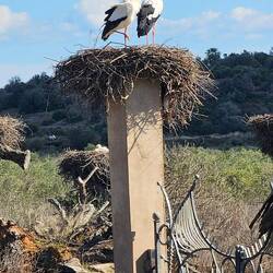 Odiaxere bekannt für seine vielen Storchennester. Zur Zeit alke bewohnt