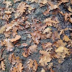 Ein richtig alter Handelsweg der Tödden durch den Bardeler Wald