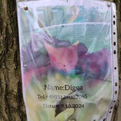 Diggah wird vermisst