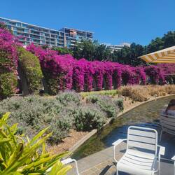 Bougainvillea display at Southbank