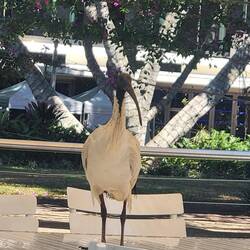 Ibis "bin chicken"at Southbank