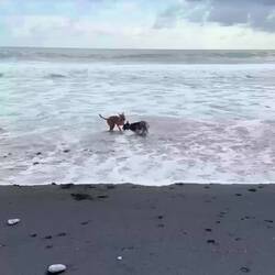 Playtimes mit den Beachdogs