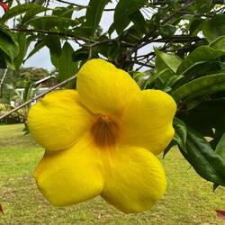 Blumen aus dem Garten