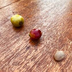 Grüne, unreife Kaffeekirsche. Reife, rote Kaffeekirsche. Kaffeebohne vor der Röstung