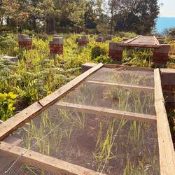 Hier trocknen die Kaffeekirschen