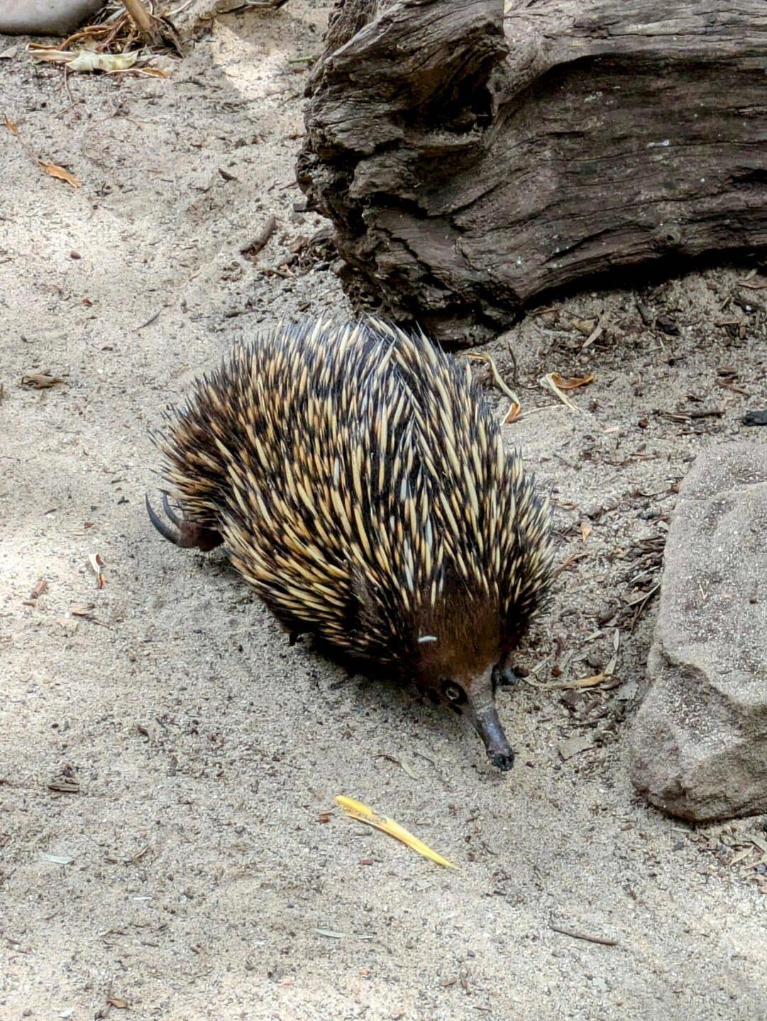 Kurzschnabel-(oder Nasen-) igel