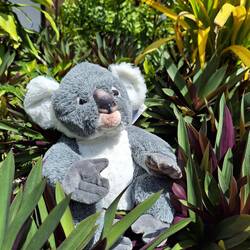 .....doch noch einen Koala in freier Wildbahn gefunden 😂🤣😂