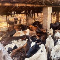 Das Milchvieh im BioCamp