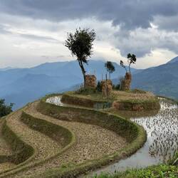 Traumhafte Reisterrassen