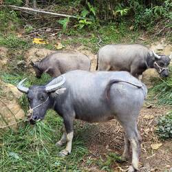 Buffalo, der beste Freund der Farmer...