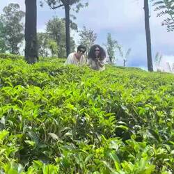 Wir haben auf unserer Teeplantage noch viel zu pflücken 😂😂