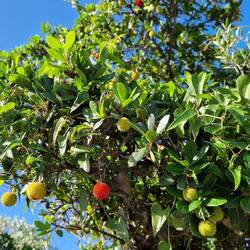 Erdbeerbaum, noch nie gesehen vorher