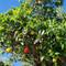 Erdbeerbaum, noch nie gesehen vorher